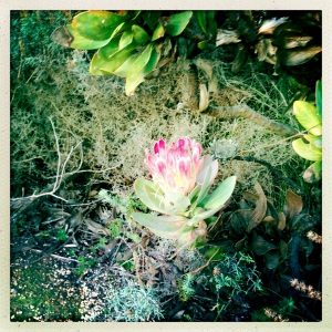 Protea - indentification will be confirmed in a further posting
