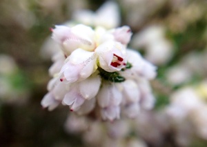 Close up of the rambling white Erica