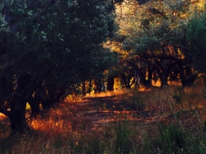 The evening light in the olive groves above the house