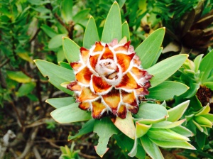 Protea cone