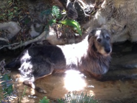 Seamus rests in the stream at the foot of the Ilex mitis