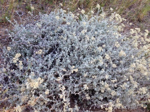 A cloud of Helichrysum in the morning light, this one situated in the heart of the olive groves; they grow all over the farm