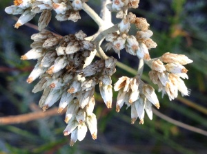 Is it Helichrysum?