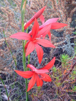 Gladiolus watsonius, June 2014
