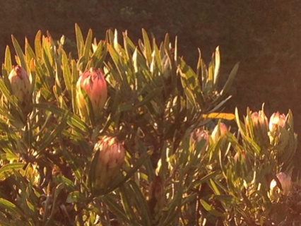 Protea Burchellii