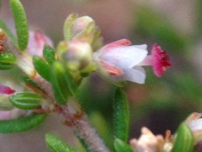 The tiny pink Erica flower