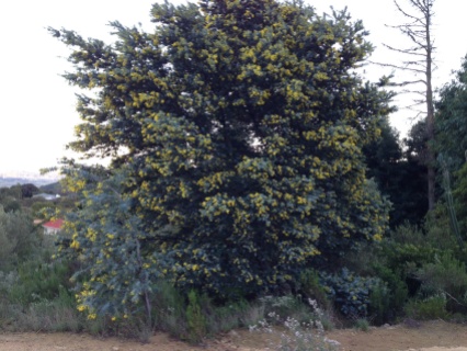 Grey wattle with yellow flowers