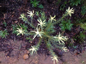 Leucadendron salignum Male