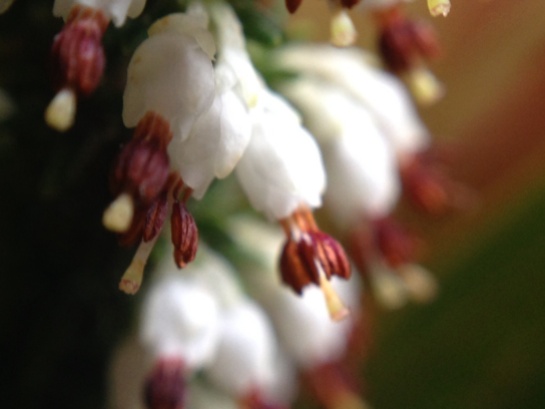 A close up of the white Erica showing the tiny protruding anthers