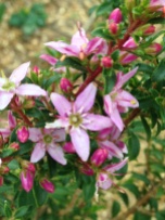 Agthomsa, or buchu with pink flowers