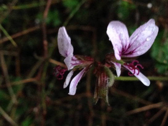 Pelargonium myrrhifolium varr. myrrhifolium