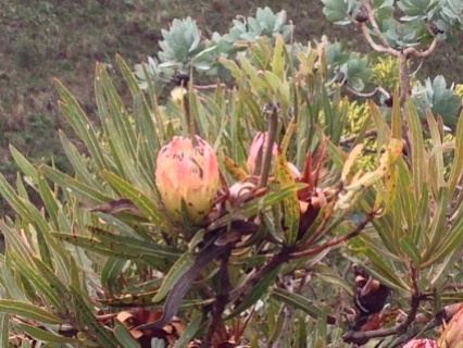 Protea burchellii
