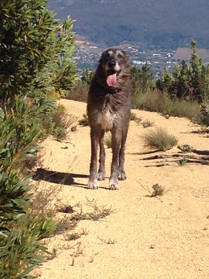 Seamus enjoying the wind as he trots up the mountain with Paarl visible in the valley below