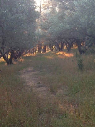 Spring light in the olive groves