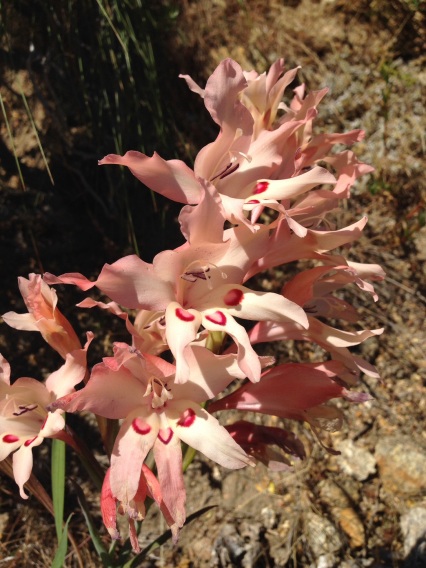 Gladiolus angustus