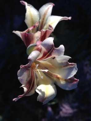 Gladiolus liliaceus