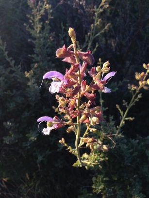 Salvia africana