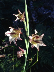 Gladiolus liliaceus