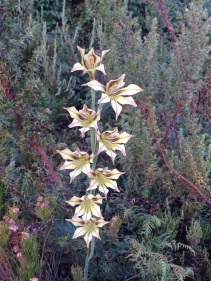 Gladiolus liliaceus in the evening