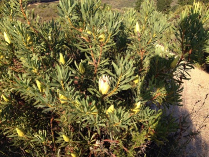 The first Protea repens in flower