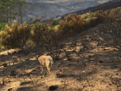 Jemima Chew in the burned lands