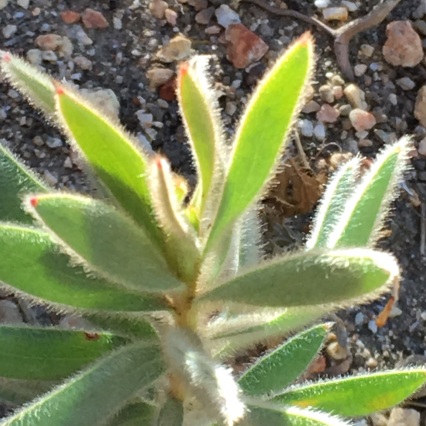 Baby Protea nerifolia