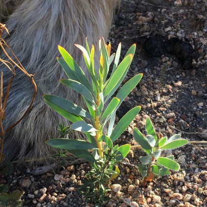 Baby Protea repens