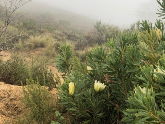 A larger shrub that survived the fires gleams in the misty light